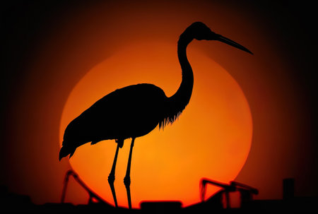 Beautiful photograph of a crane in silhouette at sunsetの素材