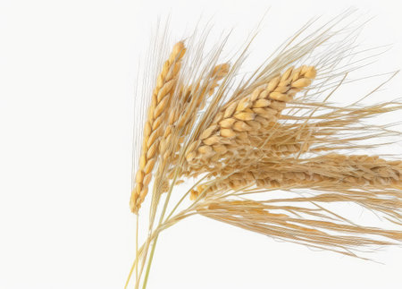 Golden ripe plant ears of oats on a white background isolated from the background. Selective focusの素材