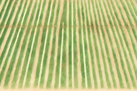 Green country field of potato with row lines top view aerial drone photoの素材