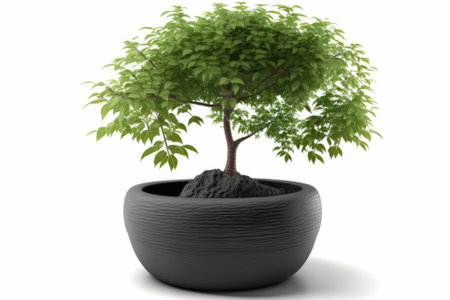 A tree growing in a pot, isolated on white. Generative AIの素材