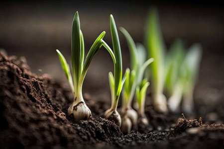 Freshly planted leek seeds are sprouting outdoors in the garden. Perspectives from the side and in front. Generative AIの素材
