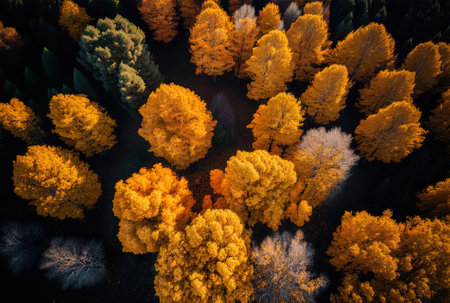 beautiful fall trees in the air. View from above of an autumn colored deciduous woodland in yellow and orange. aerial photo of a woodland on a clear fall day. Spectacular autumnal hues in the woodlandの素材