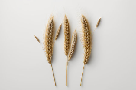 a white backdrop with three individual wheat spikelets. Generative AIの素材