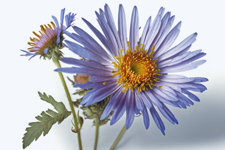 On a white backdrop, a lovely Aster called Woods Blue is isolated. Generative AIの素材