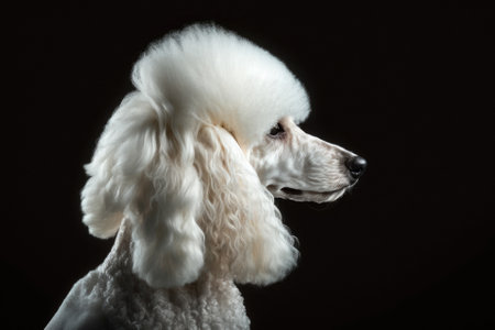 White Royal Poodle Dog Portrait with Hairstyle Profile view, looking at side, isolated on black background. Generative AIの素材