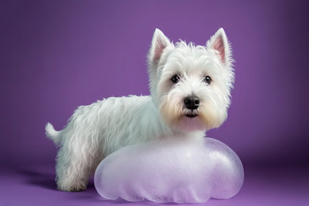 West Highland White Terrier puppy after bath on purple backdrop. Dog in a soap bubble filled towel. idea for grooming pets. Copied Space. Text placement. Generative AIの素材