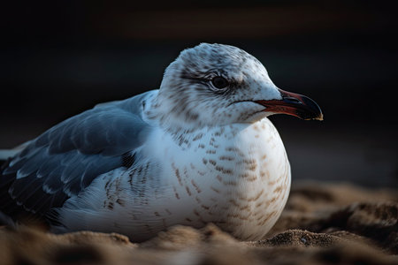 A seagull rests on the beachの素材