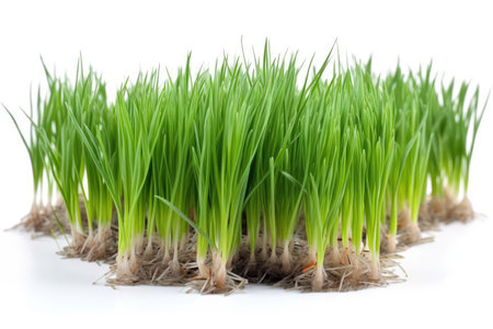 Wheat grass that has just grown, isolated on whiteの素材