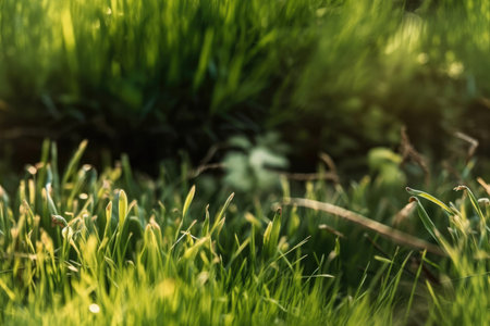 grass shoots in selective focus, close up, and in the sun as a natural background or textureの素材