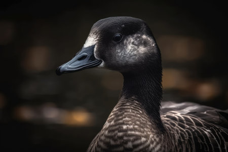 Brent Goose, Goose, Birdsの素材