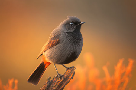 A vertical picture of a Black redstart at dawn (Phoenicurus ochruros)の素材