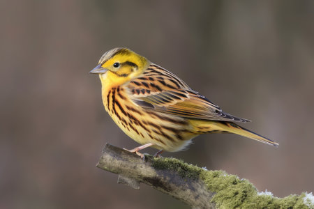 Wintertime Yellowhammer lying on a tree limbの素材