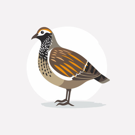 Vector of a bird standing on a white backgroundの素材