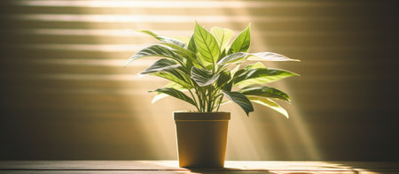 Houseplant in flowerpot on wooden table, sunlight filtering through blindsの素材