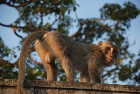 Macaques Thai monkey around the templeの写真素材