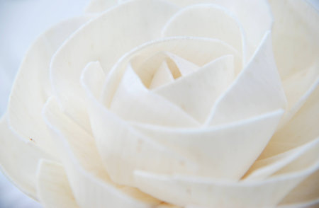 love is   rose paper の写真素材