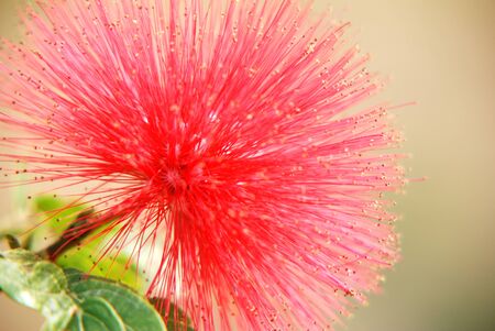 Red head powder puff Flower Scent of Asian exotic flower の写真素材