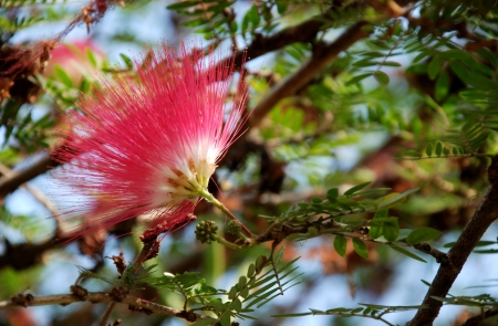 Red head powder puff Flower Scent of Asian exotic flower の写真素材