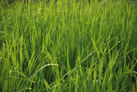 rice fieidの写真素材