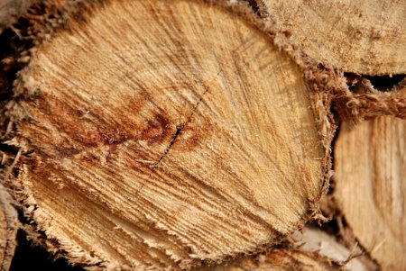 Timber of Eucalyptus tree for build the house 