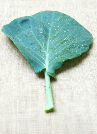 Chinese Kale fresh and good for healthの写真素材