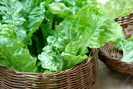 Leaf mustard  Indian mustard fresh and good for healthの写真素材