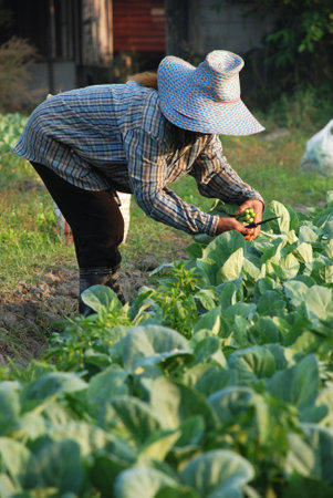 Vegetable farmer, Gardener of Thailandの写真素材