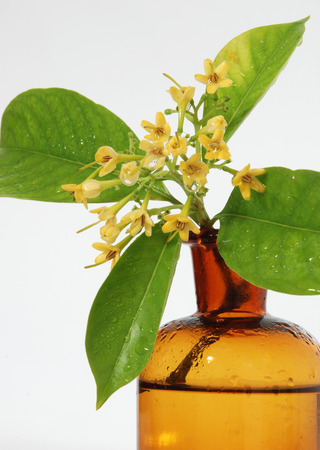 RUBIACEAE FLOWER, scent of Asian exotic flower の写真素材