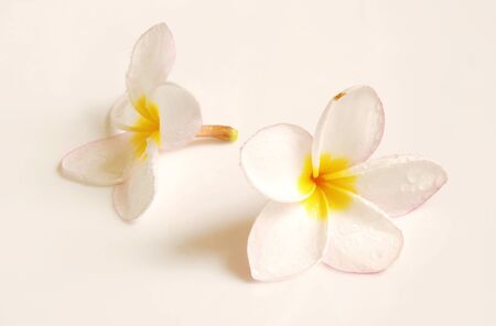 Frangipani Flower Scent of Asian exotic flower の写真素材