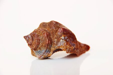 Sea shell, beautiful ocean life of Andaman, Thailandの写真素材