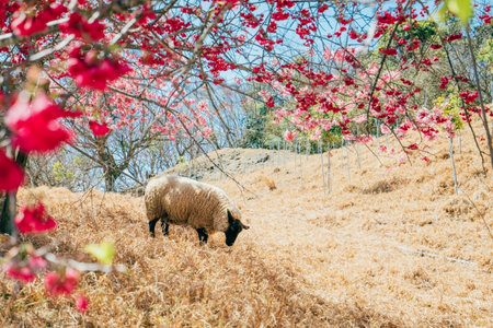 Sheep in the meadow with cherry blossom, Taiwanの写真素材