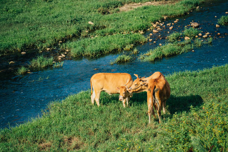 Cows grazing on the bank of a mountain river in the mountainsの写真素材
