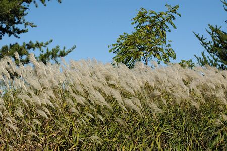 Desert Pampass Grassの写真素材