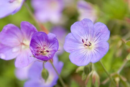 Delicate Purple Flowersの写真素材