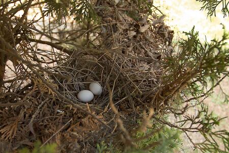 Mourning Dove Nestの写真素材