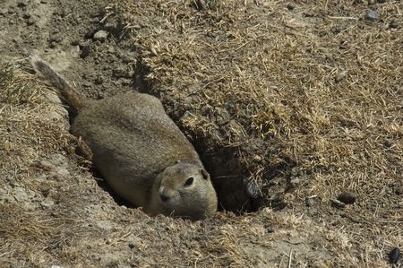 Hiding Prairie Dogの写真素材