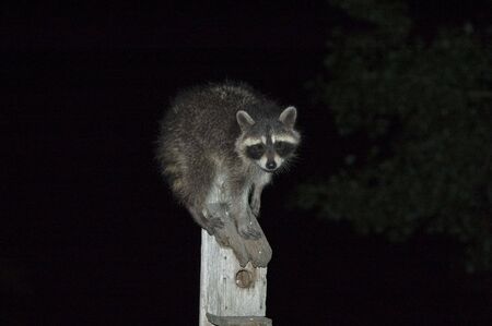 Raccoon atop a bird feederの写真素材