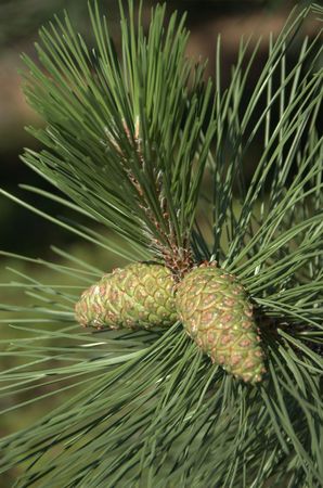 Young Pine Conesの写真素材