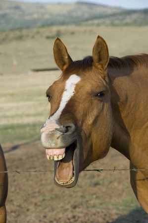 Horse with its mouth openの写真素材