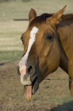 Horse with its mouth open and tongue outの写真素材