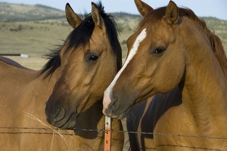 Two Horses in Profileの写真素材