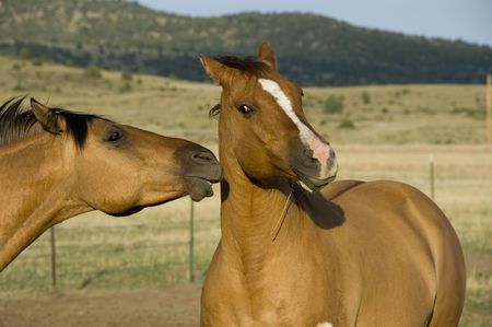 Don't Kiss Me Horsesの写真素材
