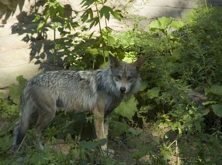 Mexican Wolf in the Brushの写真素材