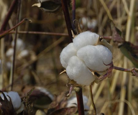 Cotton Ballの写真素材