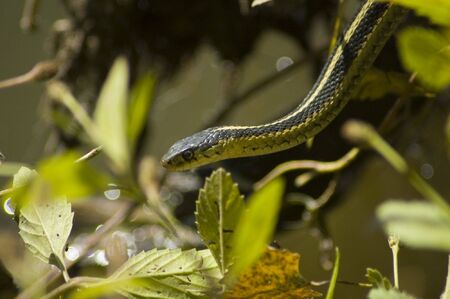 Green Gartner Snakeの写真素材