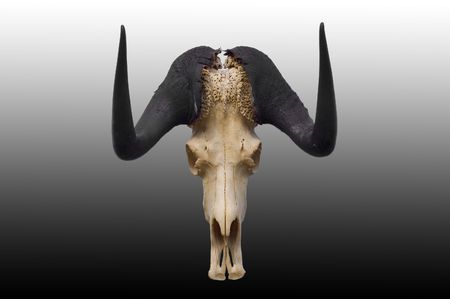 A devilish skullの写真素材