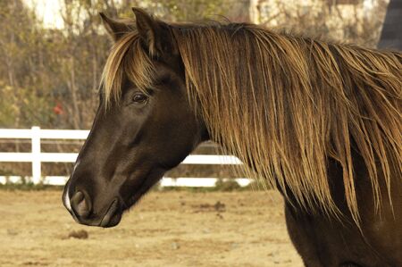 Pretty Horseの写真素材
