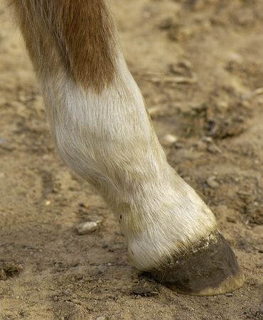 Pony hoofの写真素材