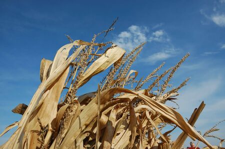 Corn Tassles in Skyの写真素材