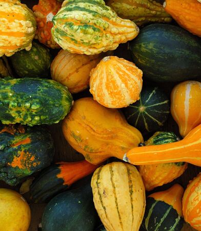 Gourdsの写真素材